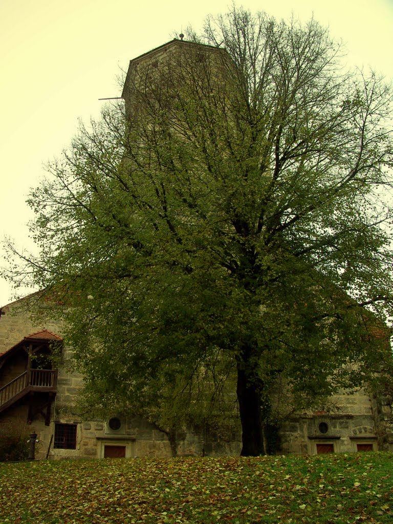 Burg Niederalfingen T2010-10-25_010 © http://www.fahidi.eu by Béla Fahidi