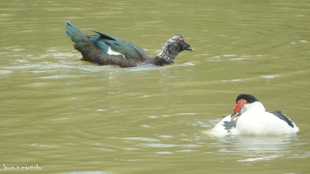 Muitos patos, no Parque Eduardo Guinle. by laura.p.martinho@gma…