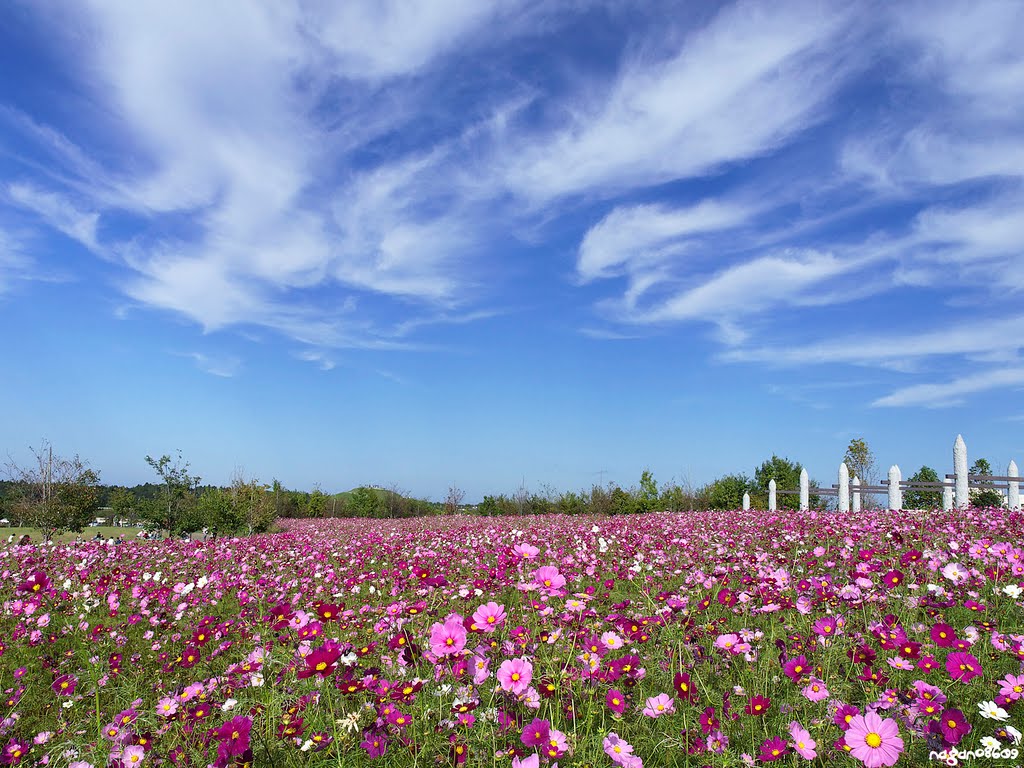 Makinohara park by nagano8609