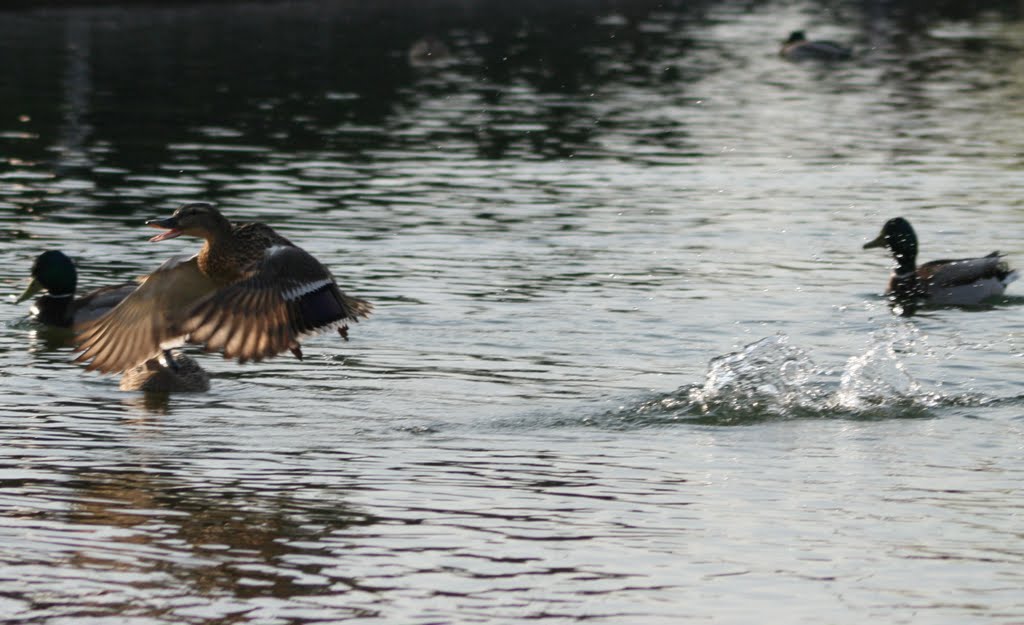 PATO EMPRENDIENDO VUELO by pampali