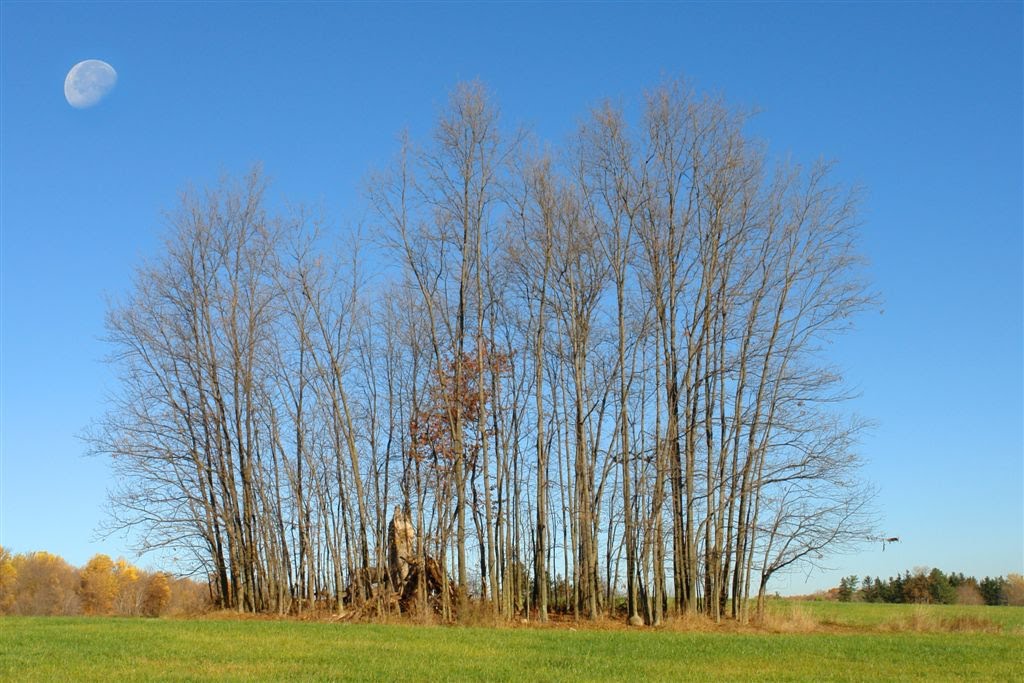 Clump of Trees - Oct 27, 2010 by allanlewicki