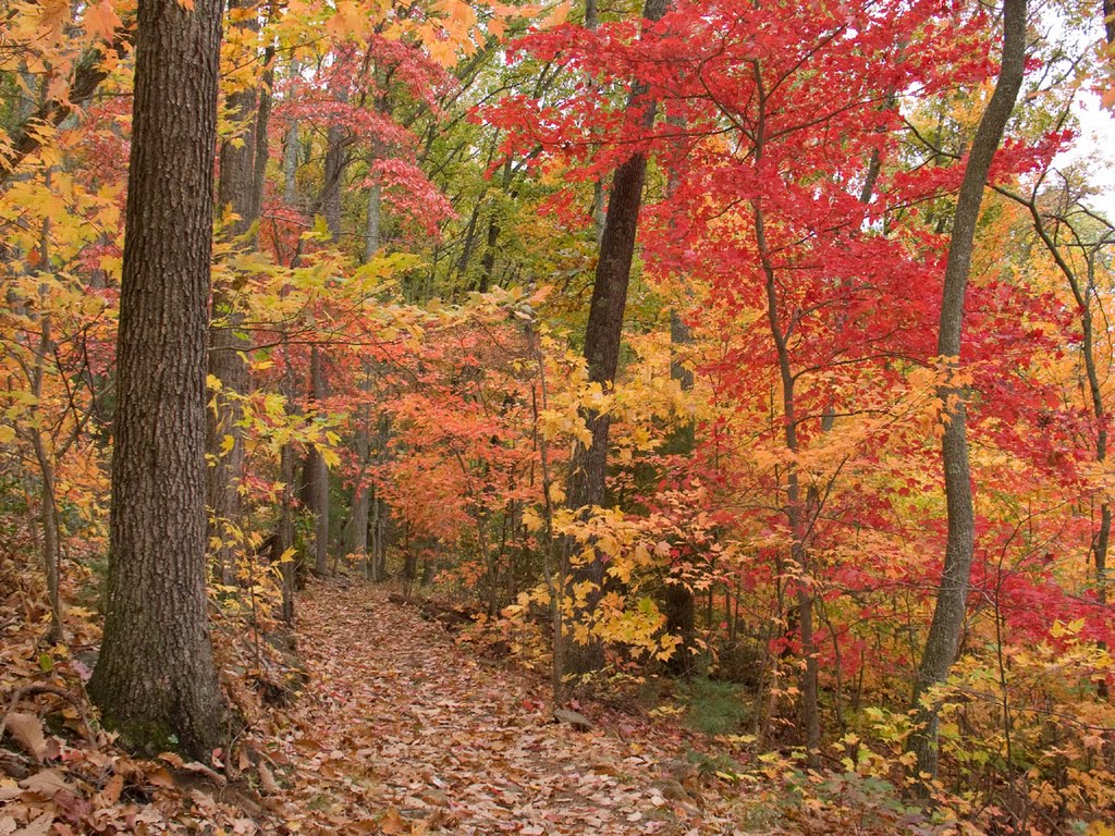 Appalachian Autumn in Asheville by dmcguirk