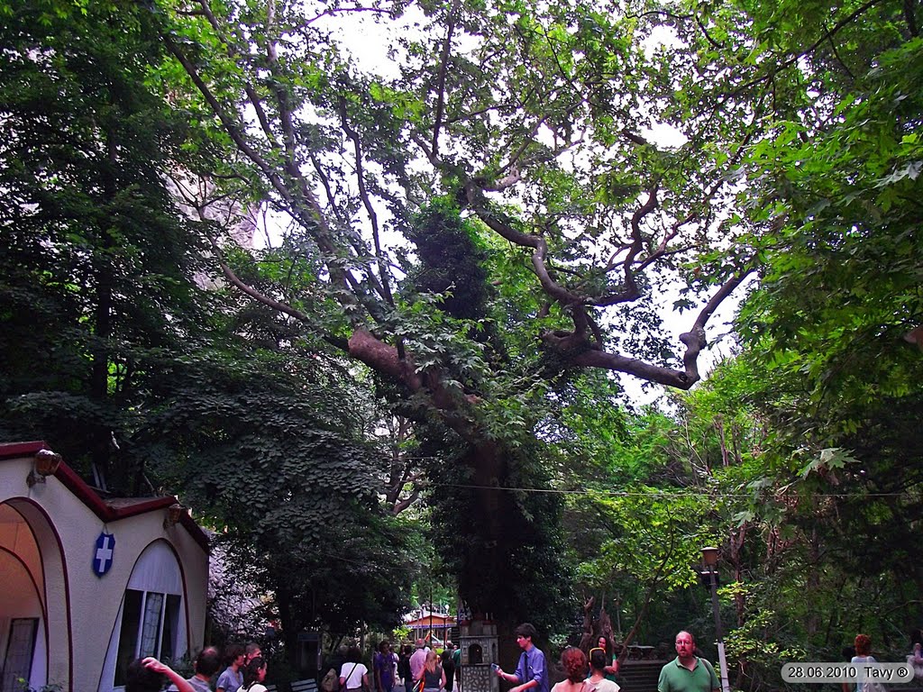 Plane tree - Platan by Tavy