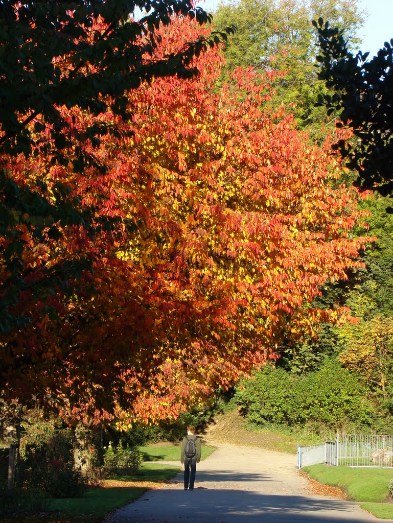 Cherry tree in autumn splendour, Crookes Valley Park, Sheffield S10 by sixxsix