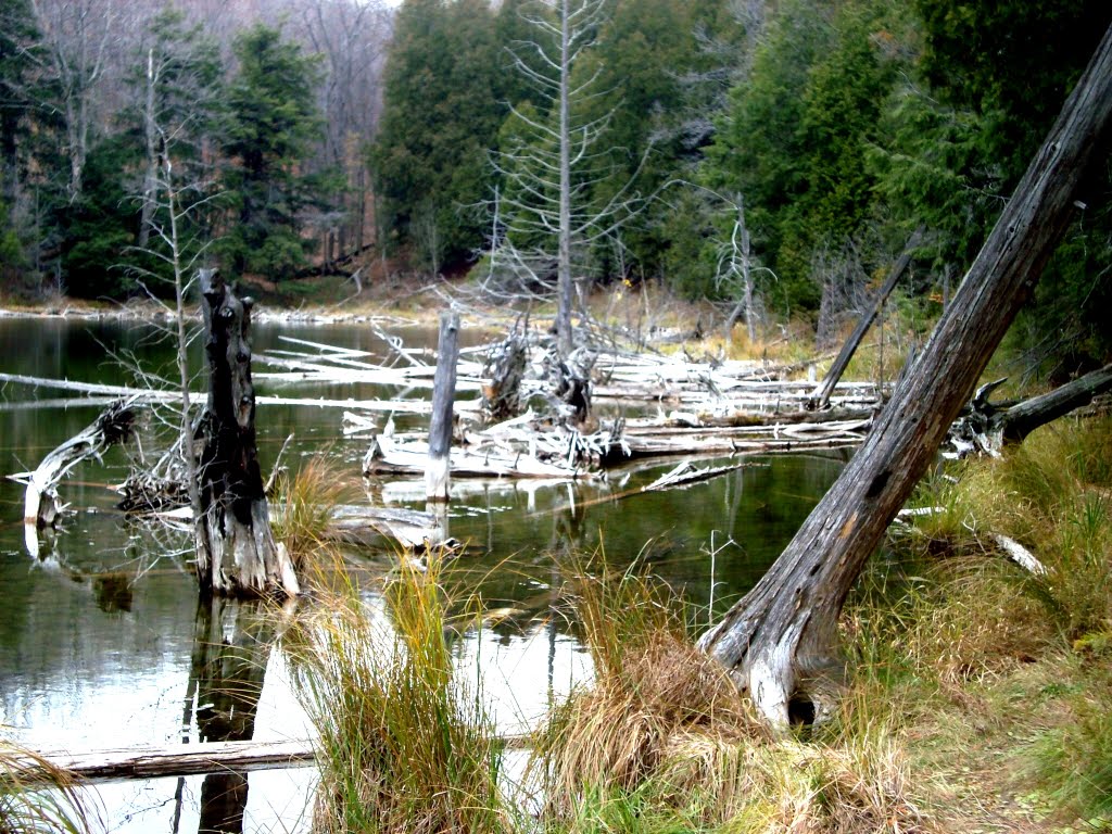 TREES IN POND by macgrel