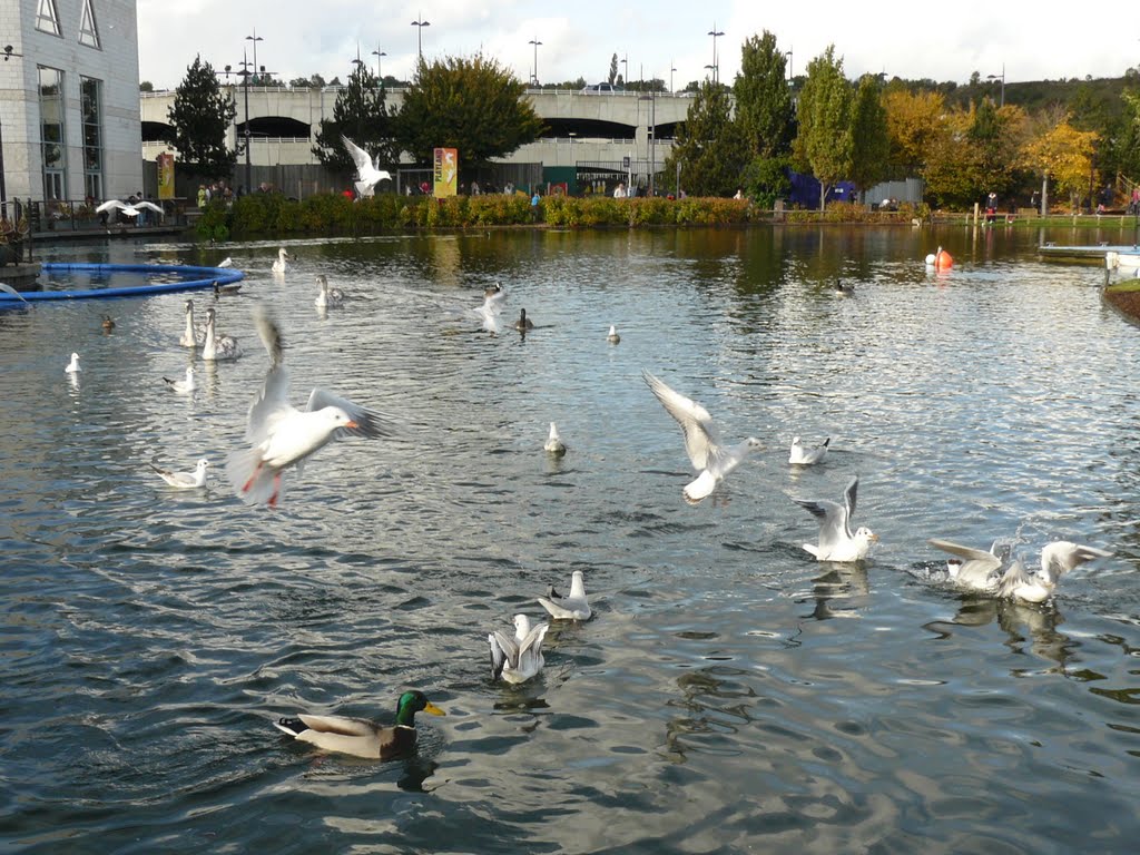 Birds by water by Bozor Magdi