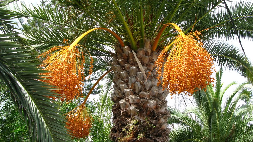 Palm tree flowers Carthage by wybell