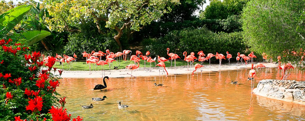 Flamingos at Seaworld by Hoàng Khai Nhan