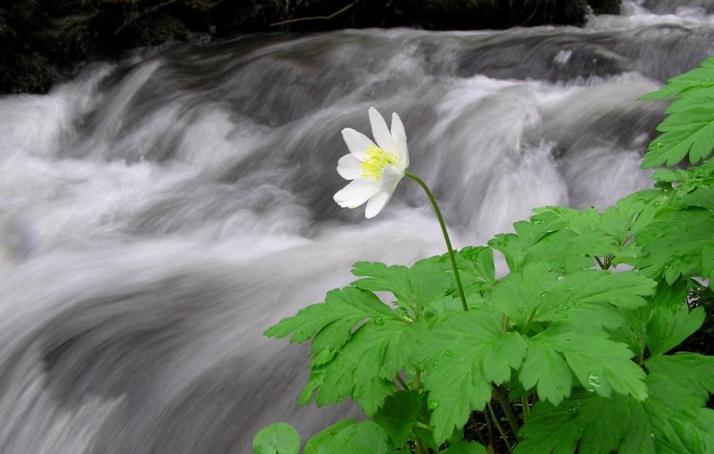 Little flower by © alfredschaffer