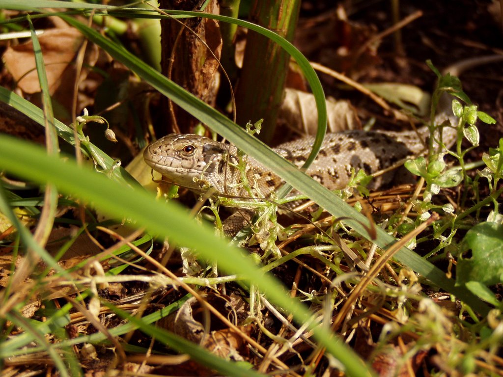 Eidechse im Gras by bender2004