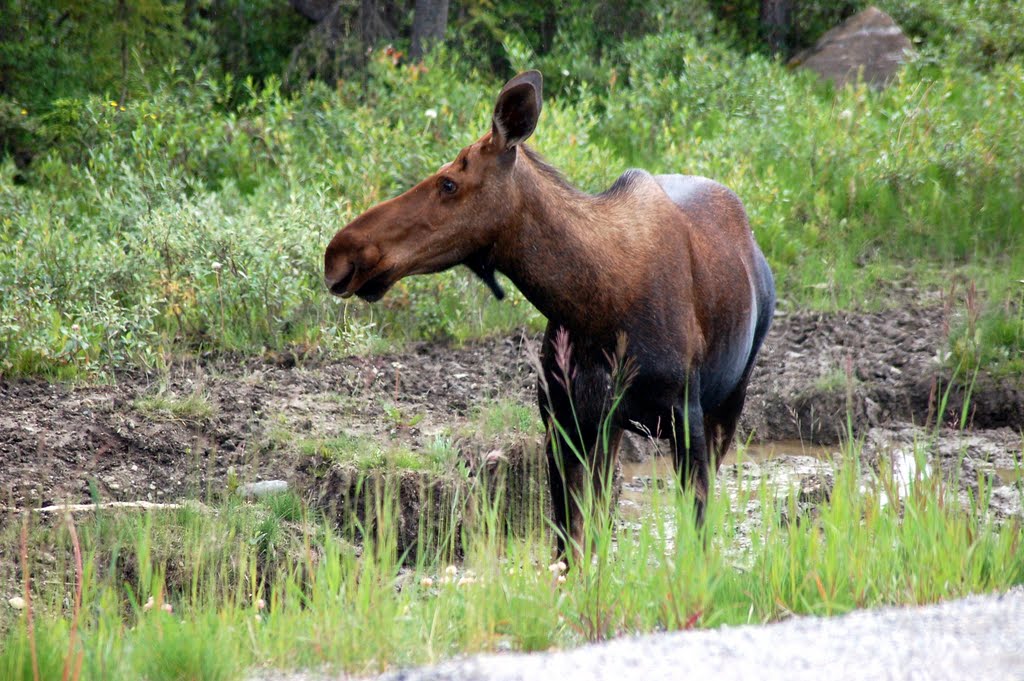 Mrs. Moose spotted along the Alaska Highway - Northern British Columbia, Canada by Scotch Canadian