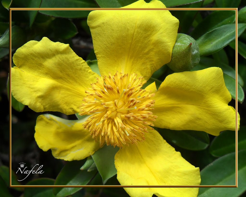 A plant of the edges of the rainforest. The tall gracefull canes bear clusters of yellow fragrant flowers. Best grown in a small well drained pot or basket, with plenty of sunlight and a drier rest in the cooler months.	 An endemic Australian species. by nafela.c