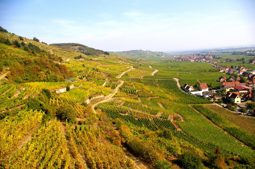 Grapery around Kaysersberg, Colmar by Hoping CHAN