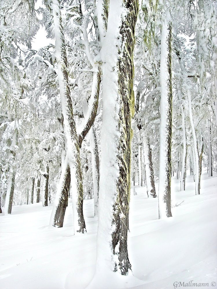 Frozen forest by GMallmann