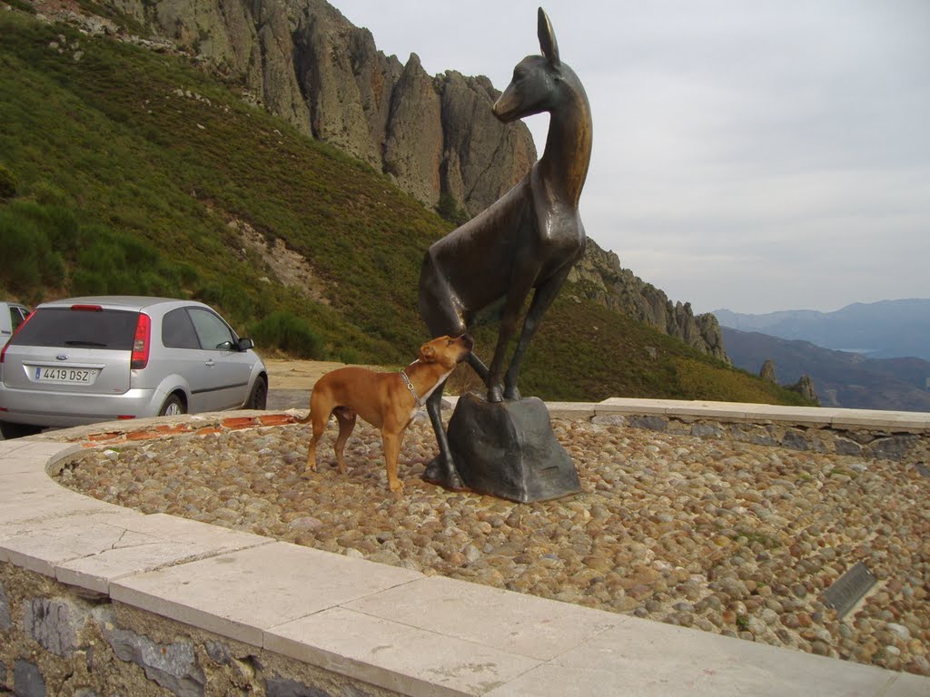 Cibaro interesado en el Corzo - San Glorio by Heisser Oberfläche