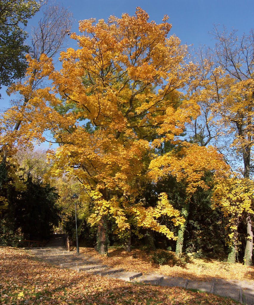 Přírodně krajinářský park na Petříně by Kamil Kristen Brzák-…