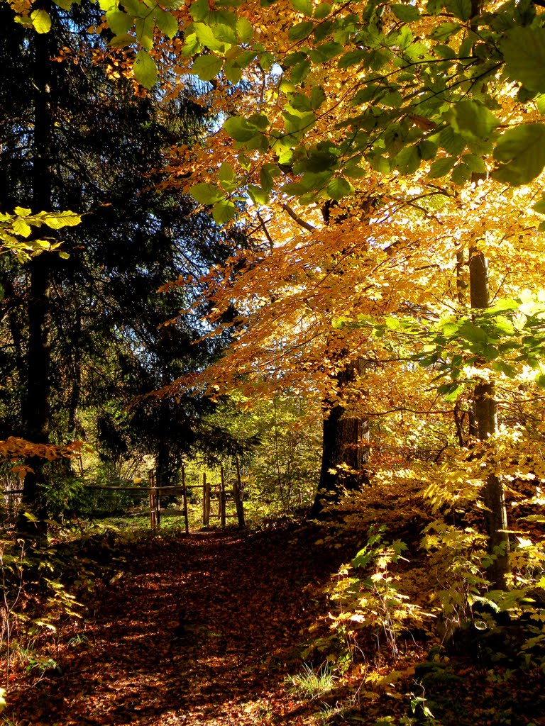 Bastasjö recreation area in autumn colors 8:18 by SuMaKa