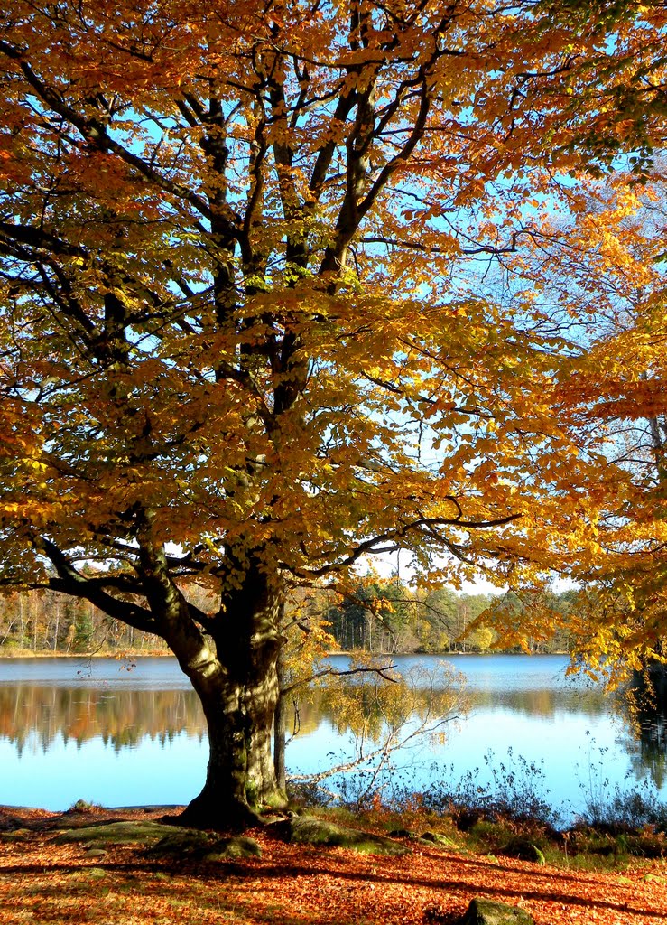 Bastasjö recreation area in autumn colors 5:18 by SuMaKa