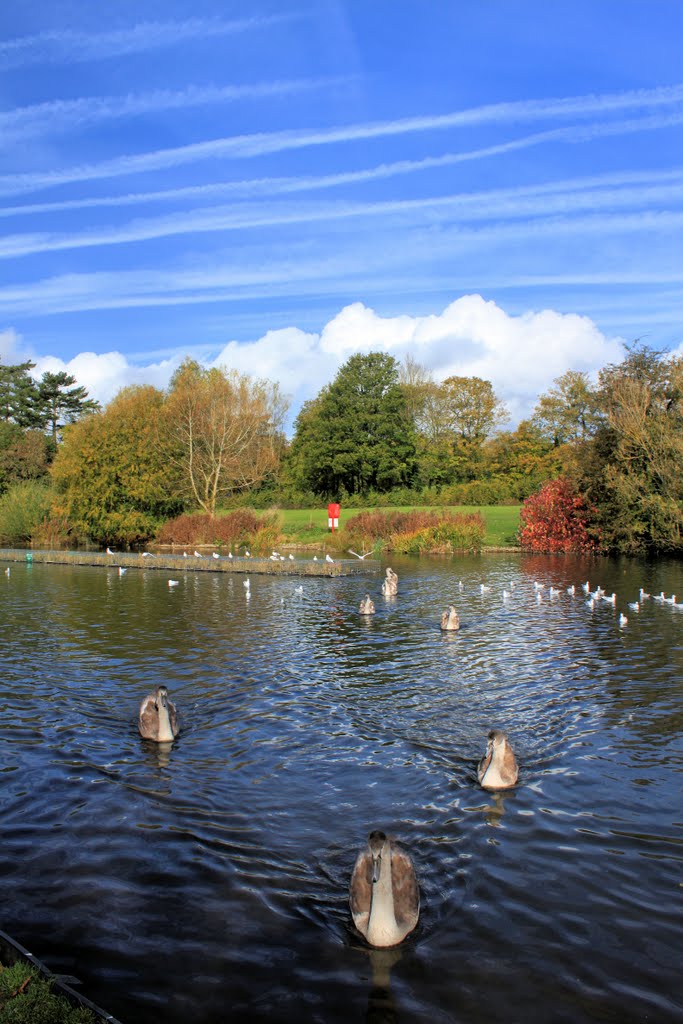 Cirencester Lake by Cat Perkinton