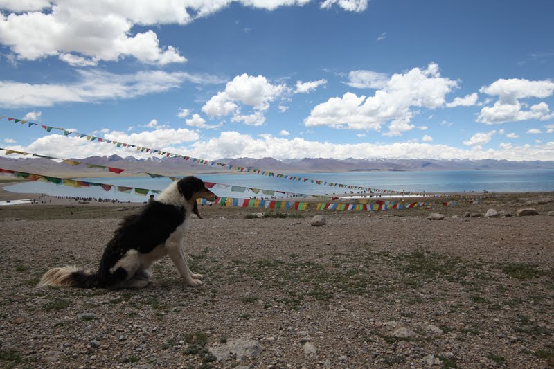 Damxung, Lhasa, Tibet, China by mqh bjhd