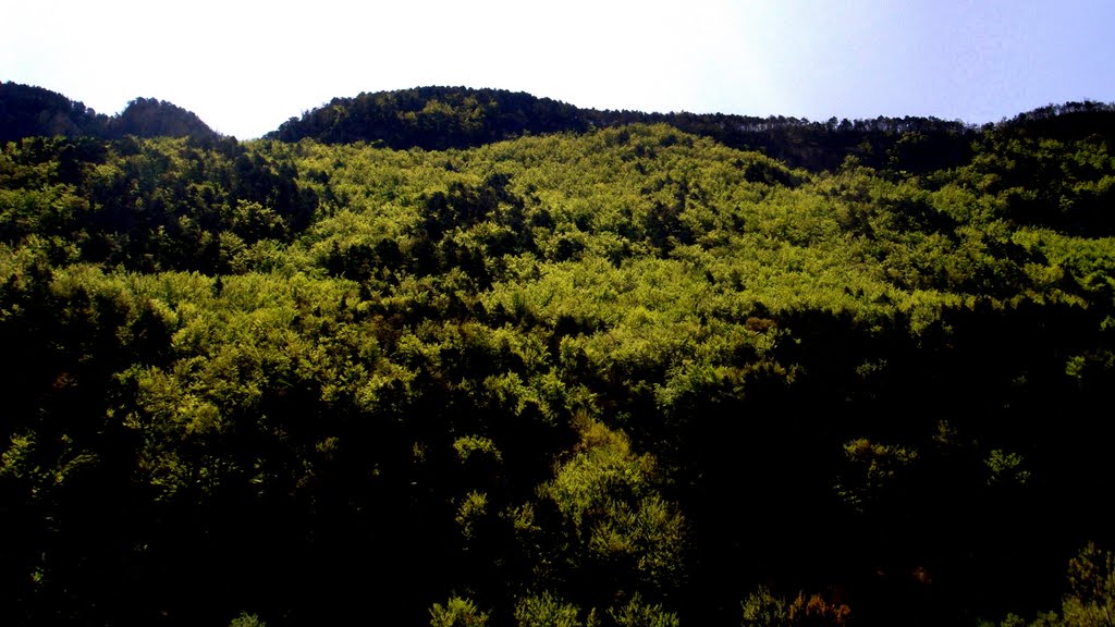 Verdor jove a l'Alt Berguedà by Sergi Boixader