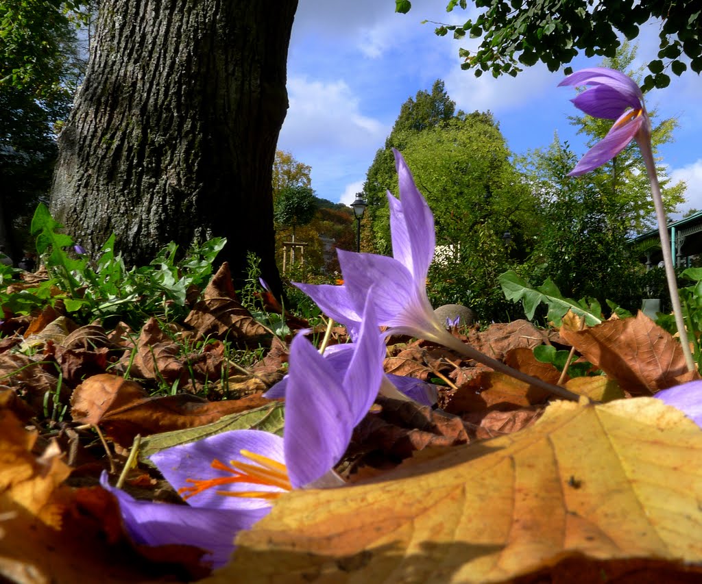 Herbstzeitlose by Holger Uwe Schmitt