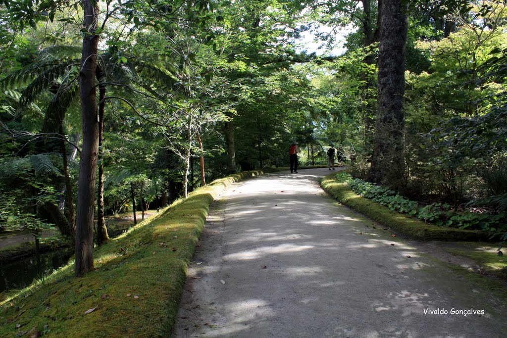 Parque Terra Nostra - S. Miguel by Vivaldo Gonçalves