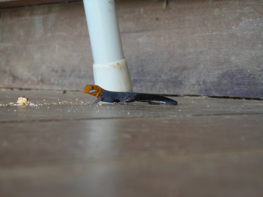 Gecko eating ants on the porch, Sirena Biological Station by David Harrison-Rand