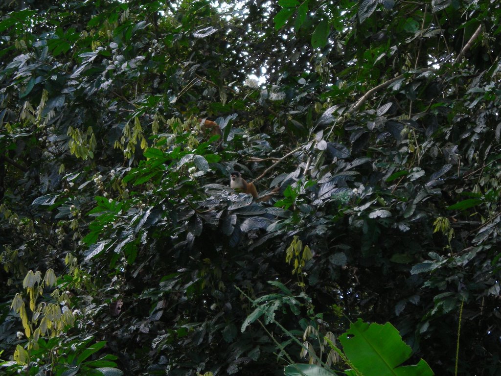 Titi monkeys, Sirena Biological Station by David Harrison-Rand