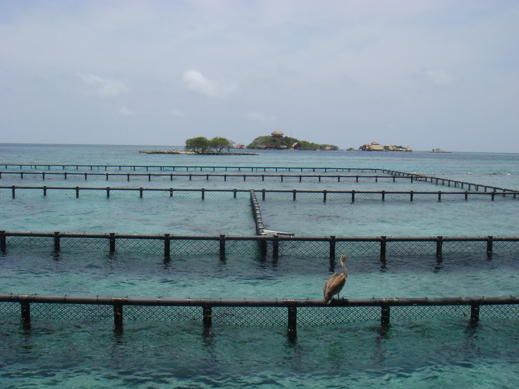 Divisiones del Oceanario Islas del Rosario by Ignacio Sierra