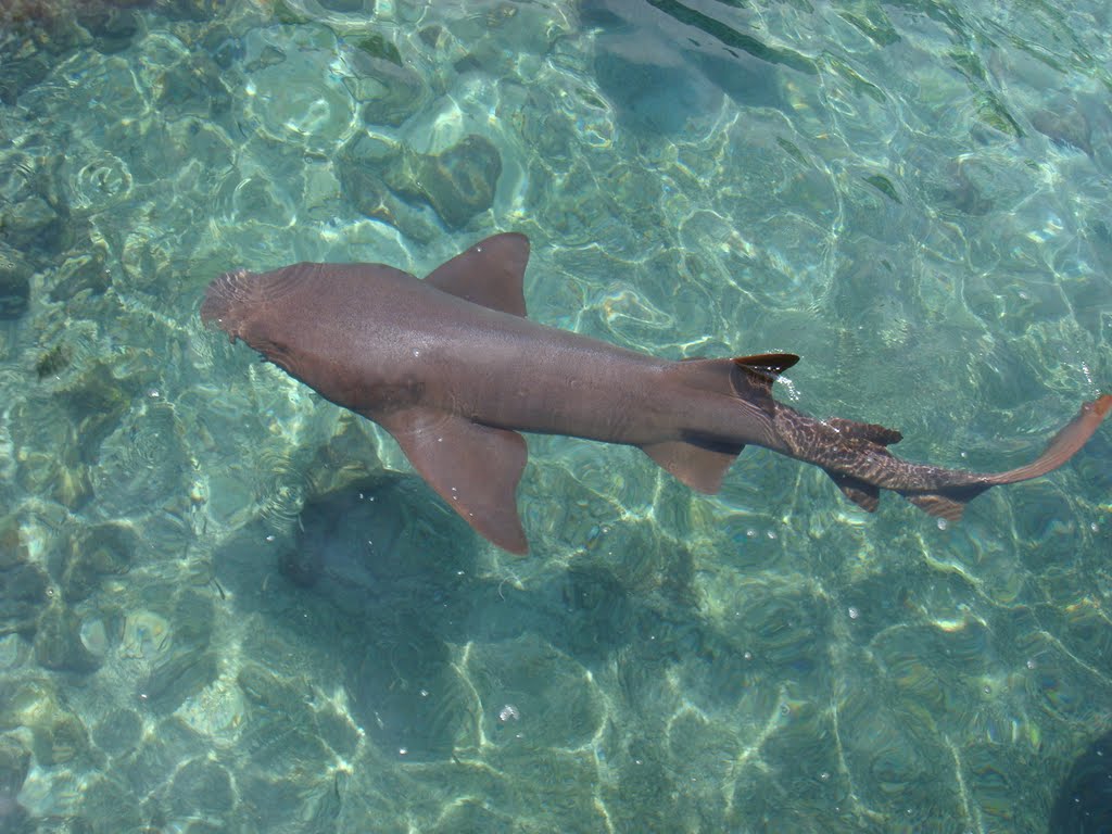 Tiburon Gato - Cat Shark by Ignacio Sierra