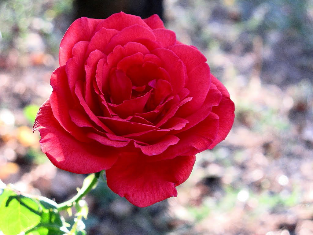 Rosa rossa by ilnani