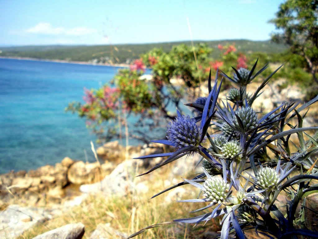 Flowers on a hillside by ekkykmanet