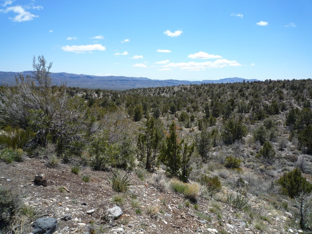 20090412 Pine Nut Road 4x4 10 Pine Nut Camp: Looking southeast down the big wash; Las Vegas Range on left, Gass Peak on right by Caranzo/McConnell