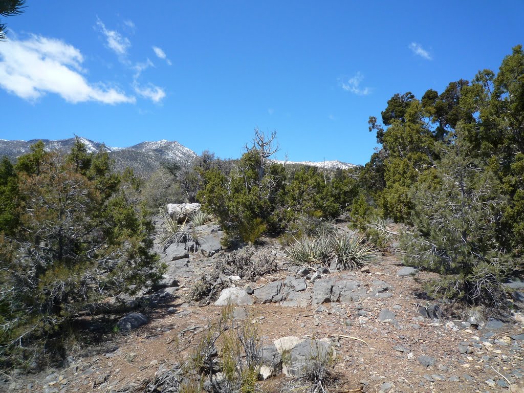 20090412 Pine Nut Road 4x4 12 Pine Nut Camp: Sheep Range from Pine Nut Camp by Caranzo/McConnell