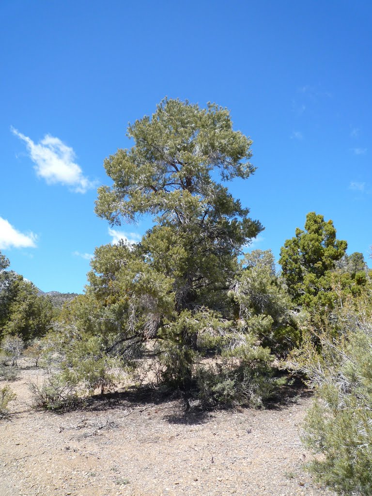 20090412 Pine Nut Road 4x4 18 Pine Nut Camp: Big pinon pine by Caranzo/McConnell