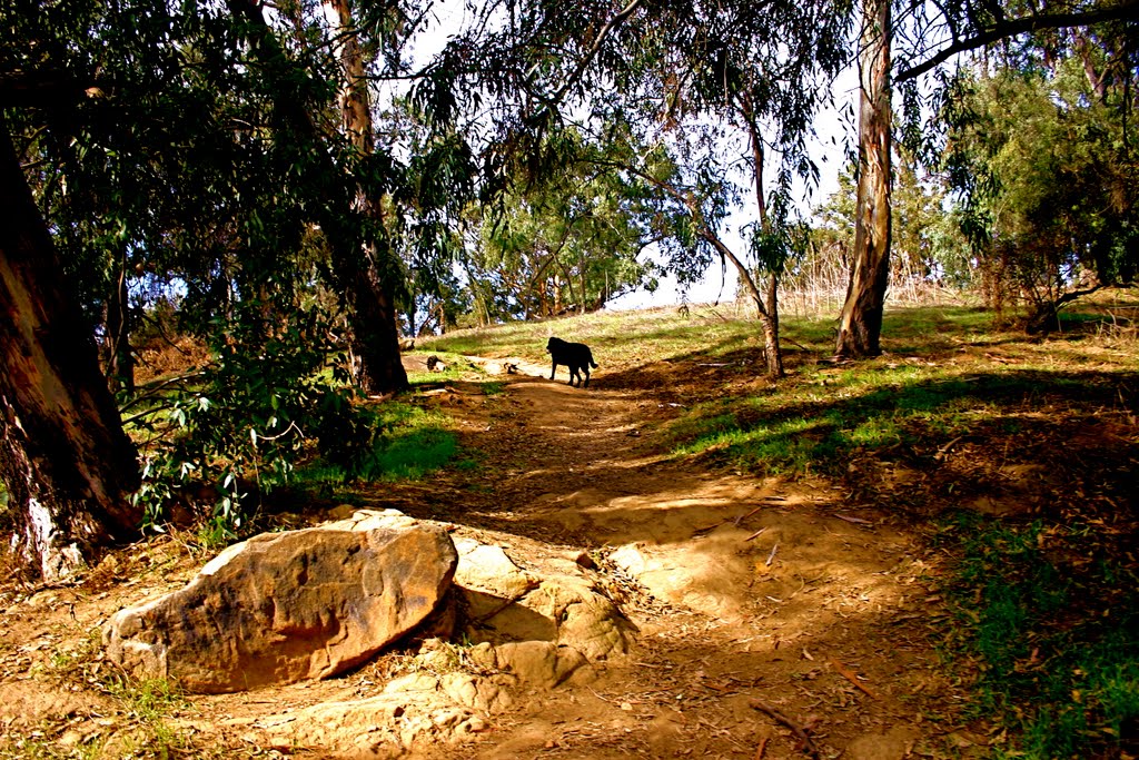 The Hiking Trail in Elysian Park, Los Angeles, CA by Michael Jiroch