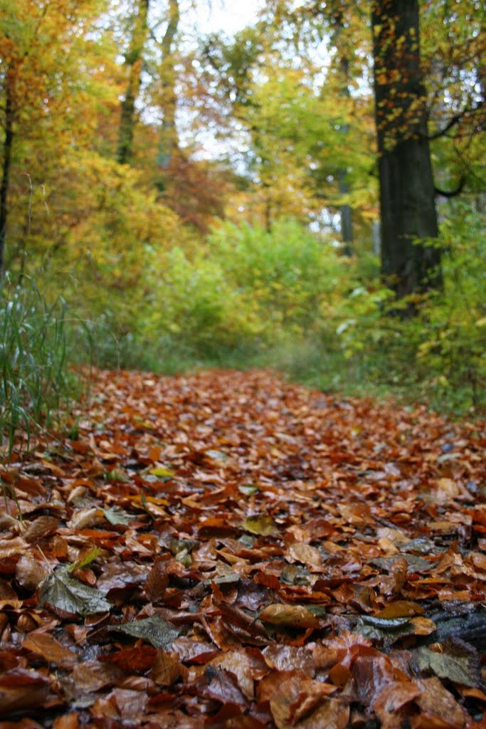 The smell of Autumn by ekkykmanet