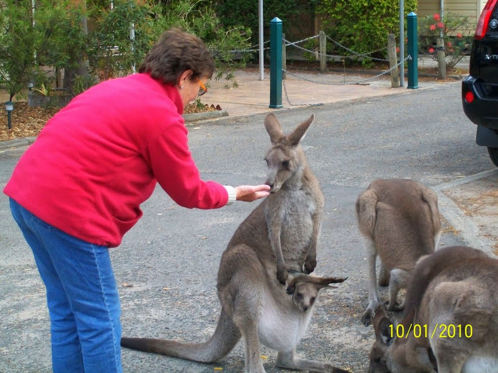 Myola Camping kangaroo visit by suvijul