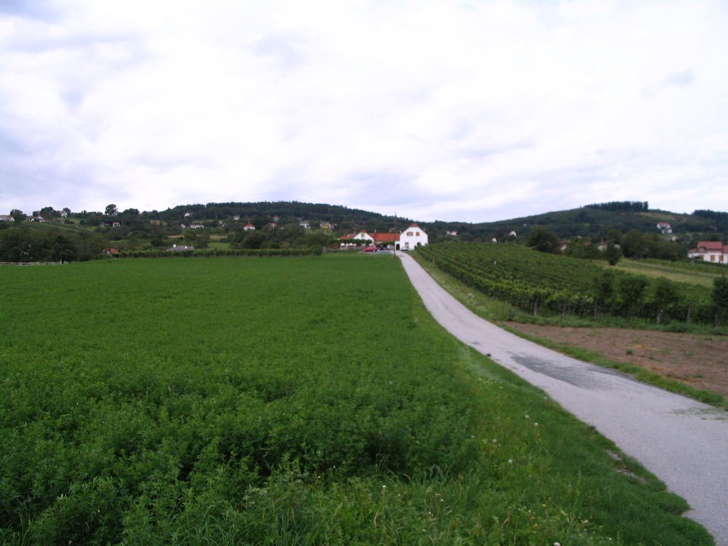 Rechnitz szölöhegy by János Horváth (renau…