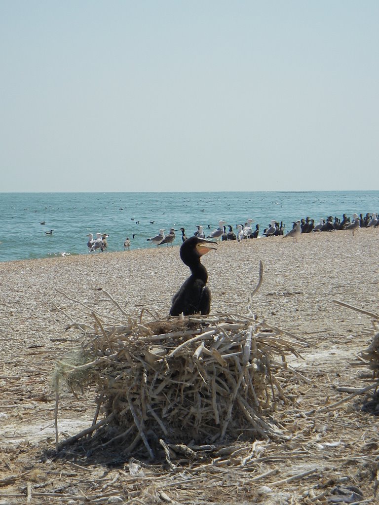 Azov Sea? cormorant nest oh Dolgii island by Anton Cherepov