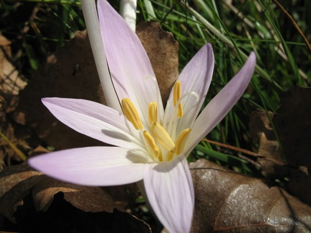 Spring Flowers by K.Csaba