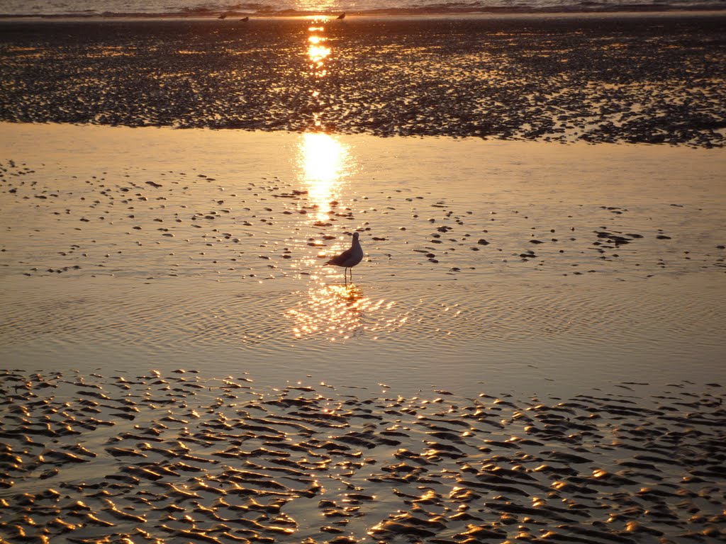 Plage deaulle by riadh labiadh