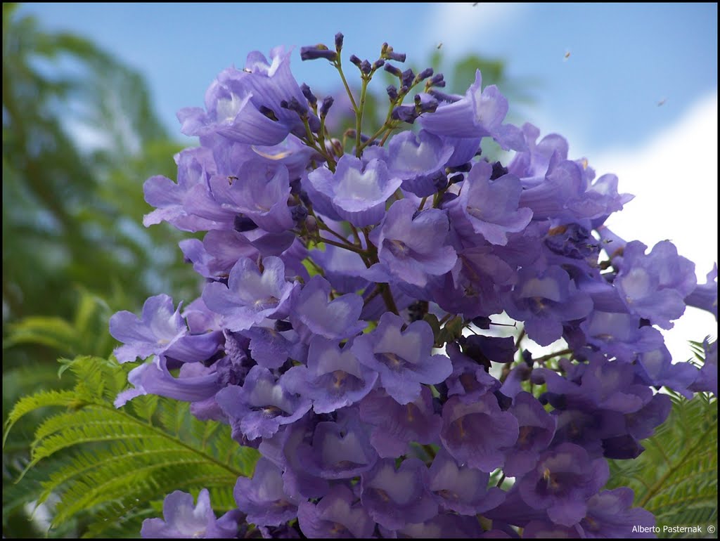 Violetas by Alberto Pasternak