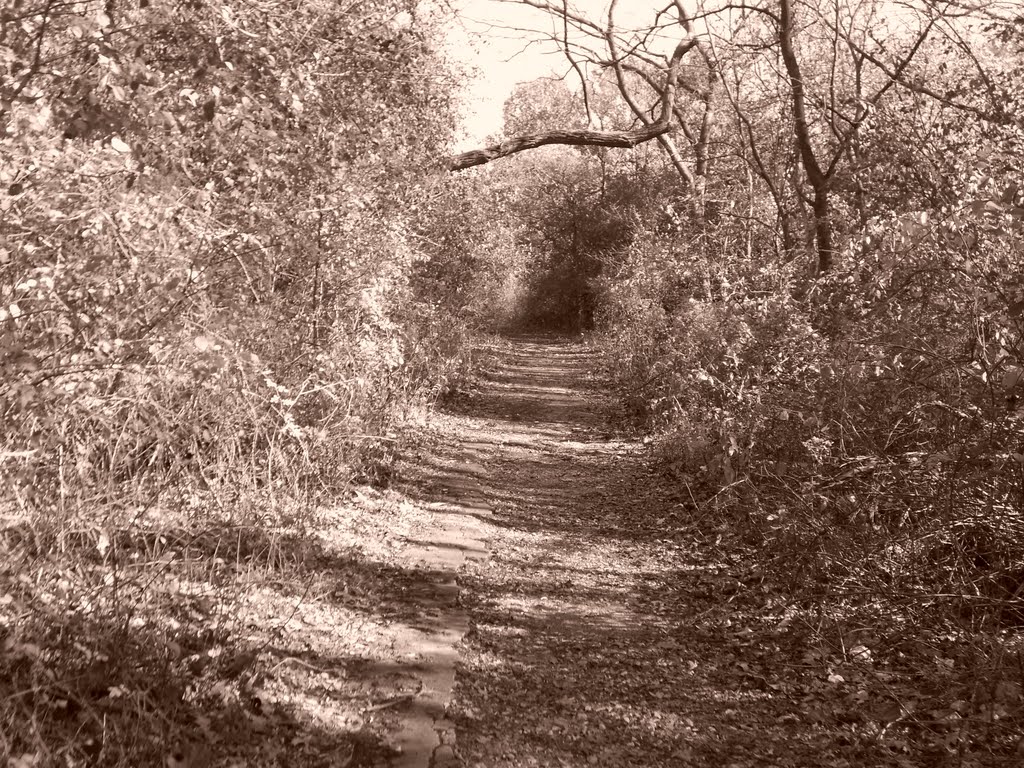 Trail into the Cemetery by nina_bo_bina13