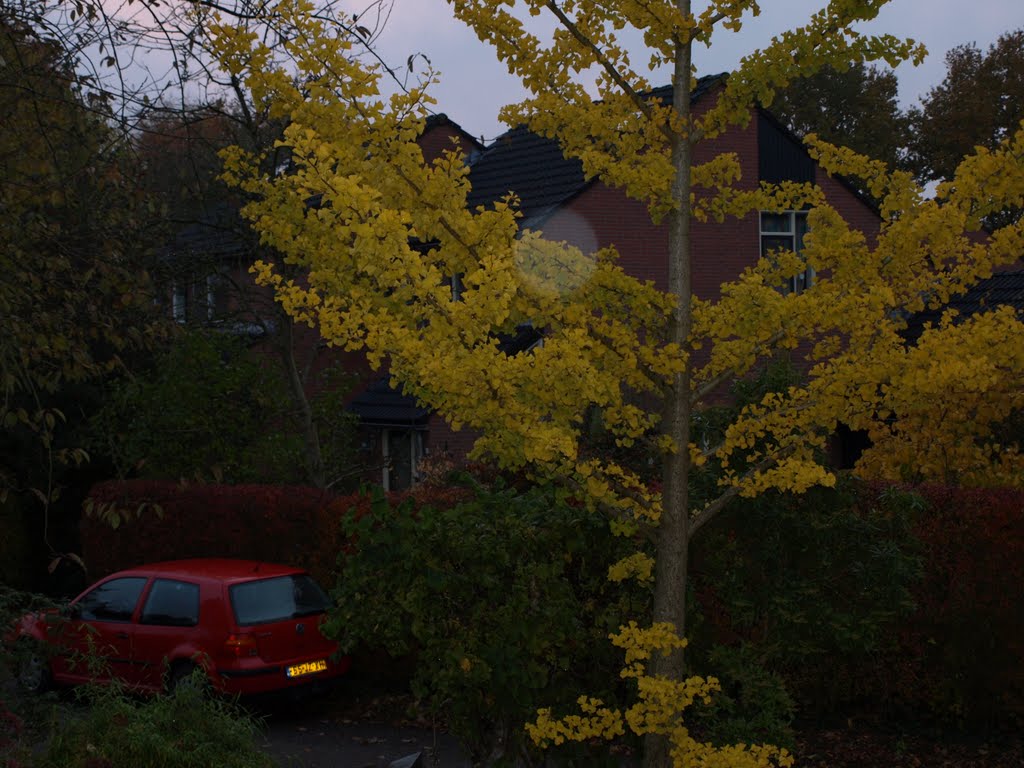 Ferrarirood in de Vennebroek. by Hans R. van der Woud…