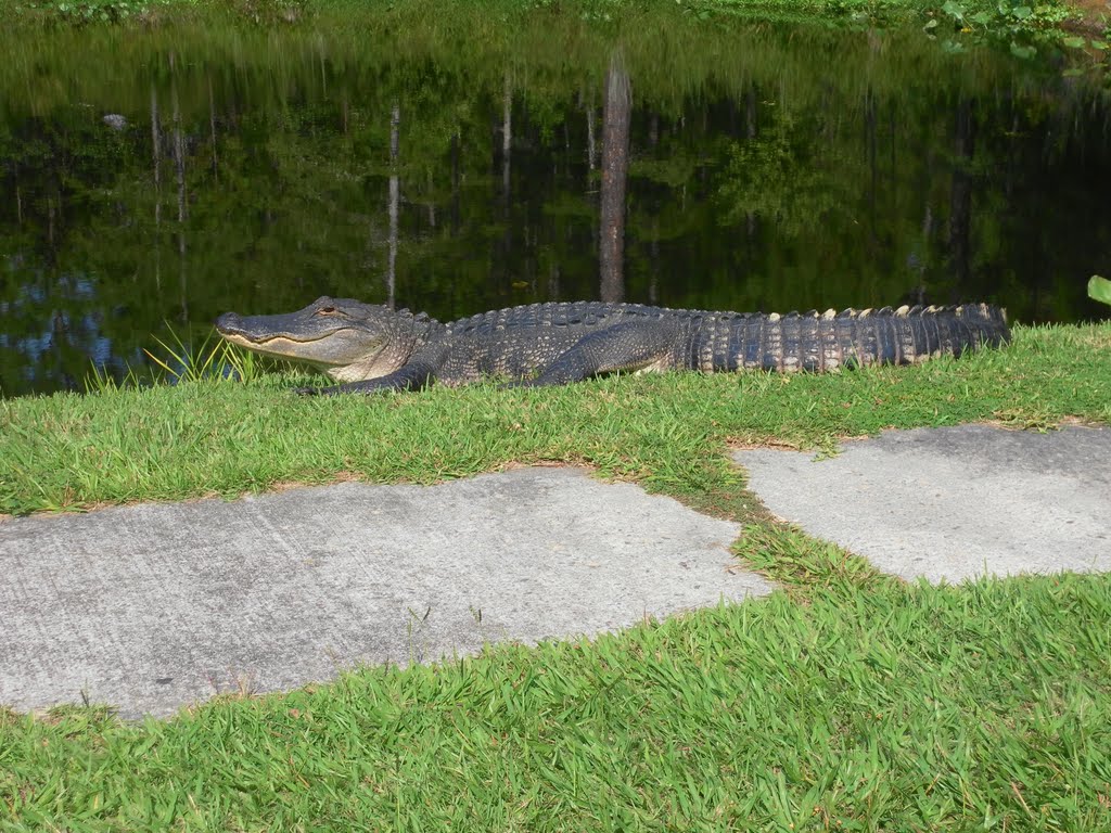 Gator resting in Okefenokee Swamp Park by mechitafan