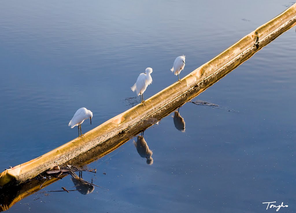 Three Egrets In A Row by H Tongho