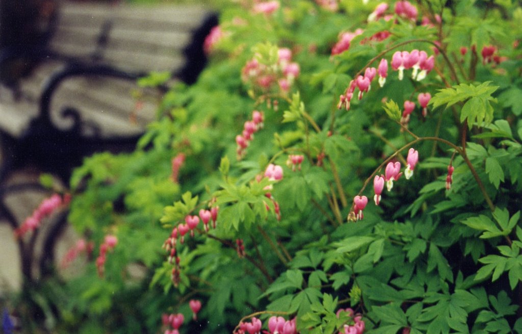 Bleeding Hearts in Van Vorst Park Garden by Peter Rabbit little …