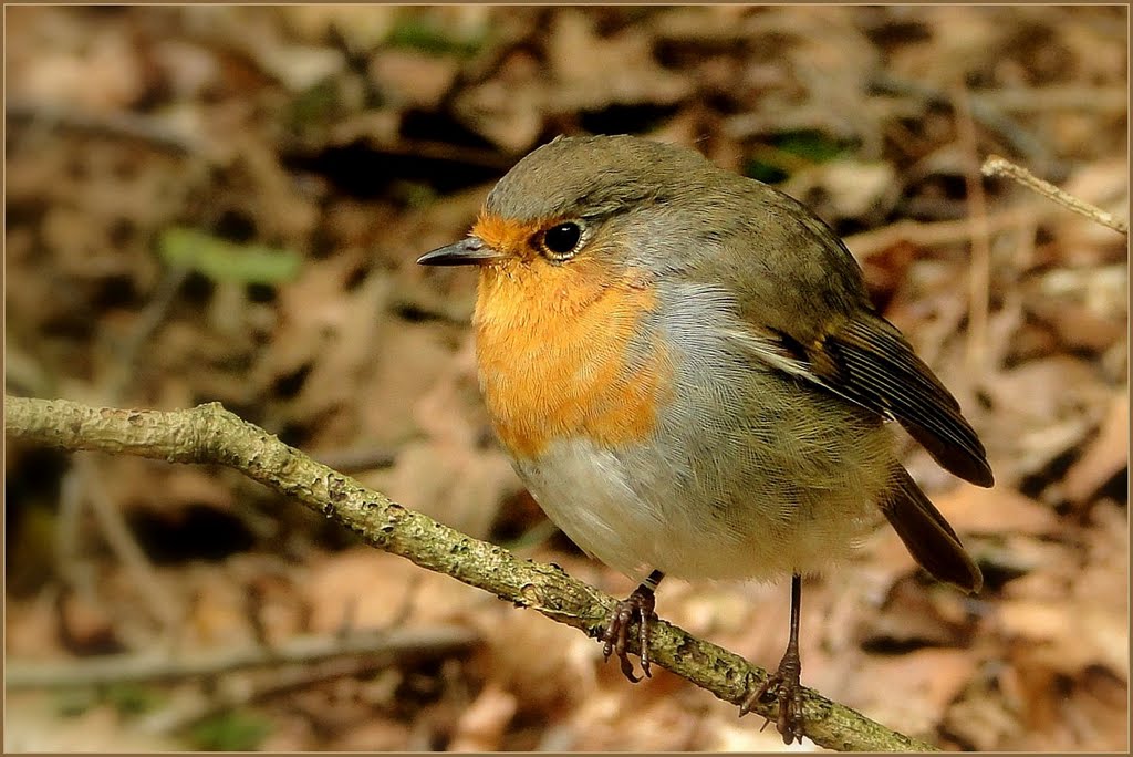 Nogmaals mijn vriendje het Robin ;) by Titie ©